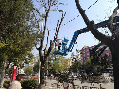 雷竞技RAYBET保定涿州市执法局园林绿化开展专项提升行动为城市添绿增彩(图1)