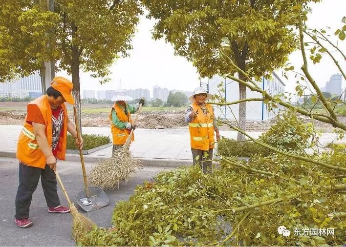 市raybet雷雷竞技RAYBET竞技入口政道路园林绿化养护管理(图5)