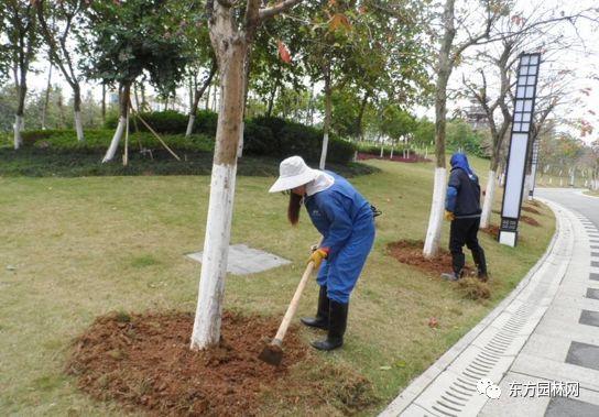 市raybet雷雷竞技RAYBET竞技入口政道路园林绿化养护管理(图6)