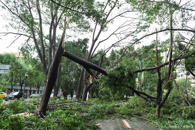 雷raybet雷竞技app竞技RAYBET湖北年前的一场raybet雷入口大雪给园林绿化带来了启迪香樟树要退场(图1)