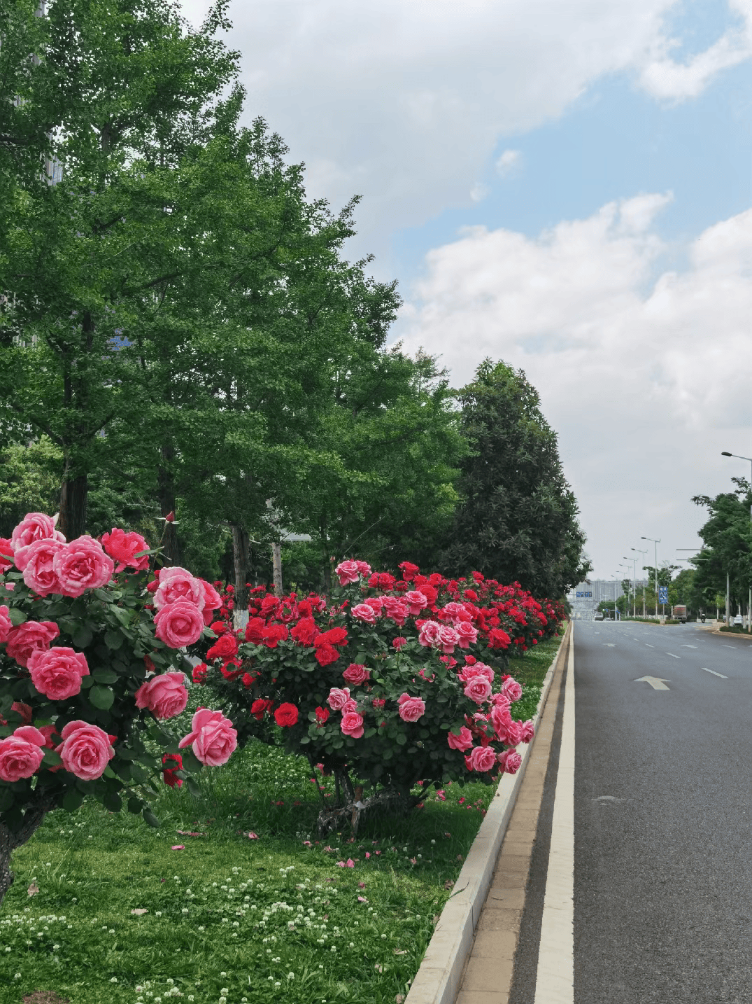 昆明今年将推出第二批开放共享绿地 让二环挂花实现“鲜花常开”(图4)