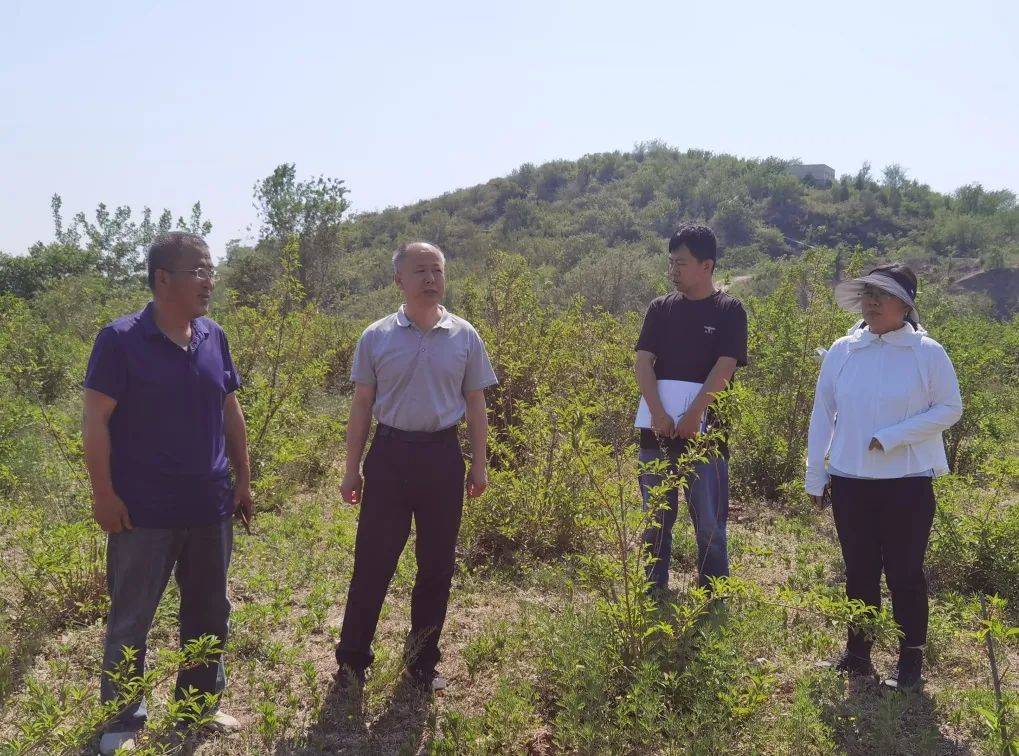 区园林绿化局检查张镇、龙湾屯镇矿山修复移交生态林养护管理工作(图2)